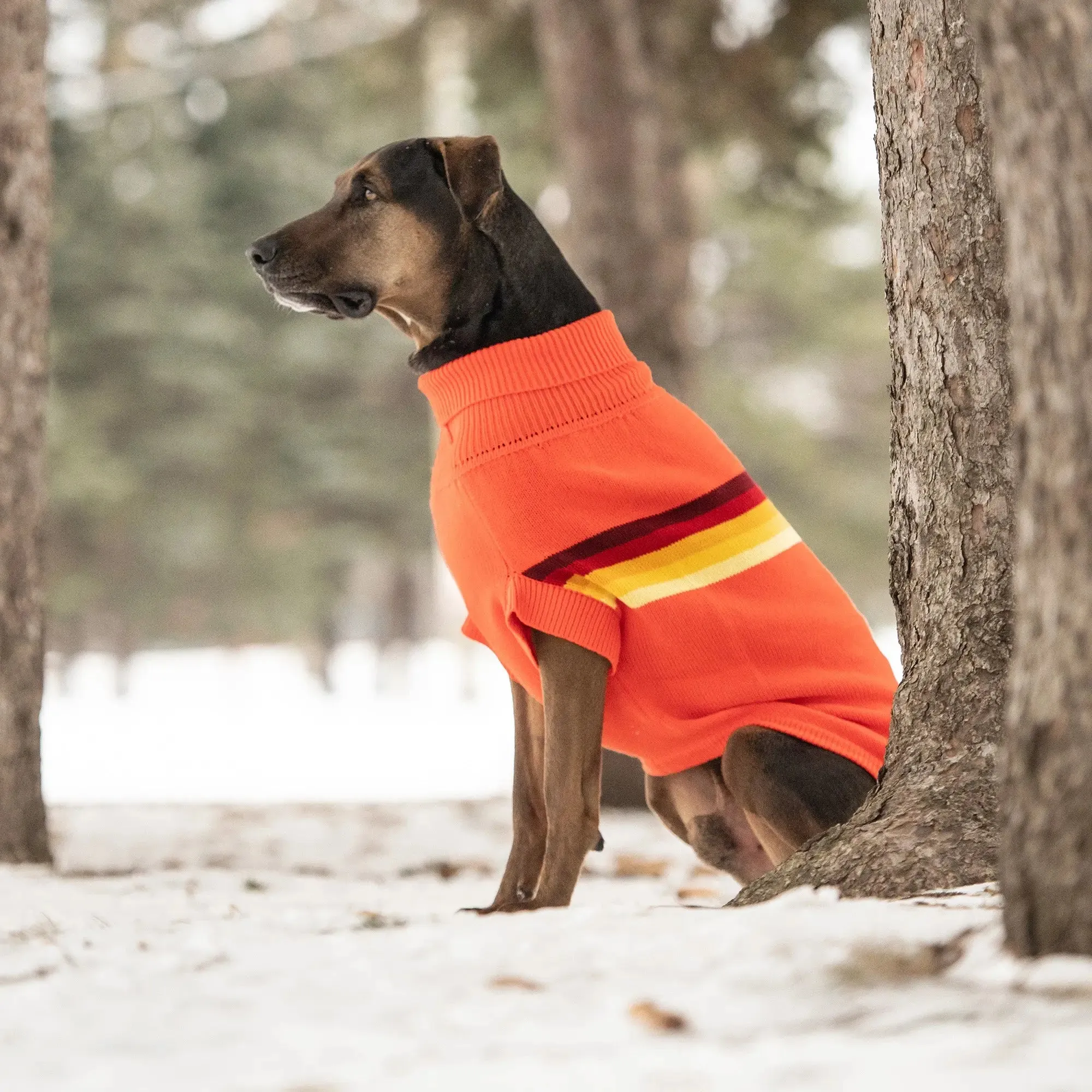 Retro Dog Sweater | Orange